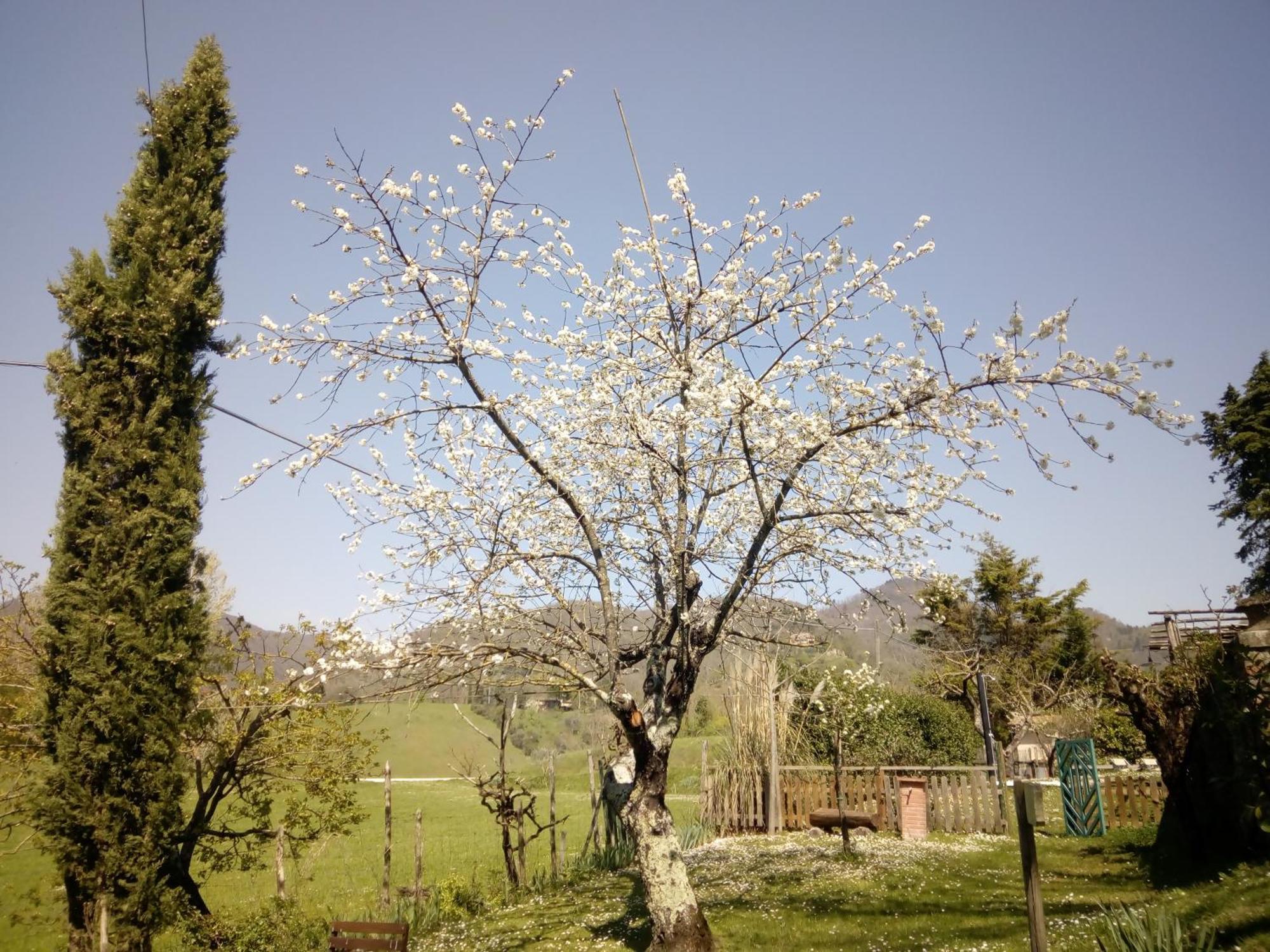 B&B Le Due Volpi Vicchio Buitenkant foto