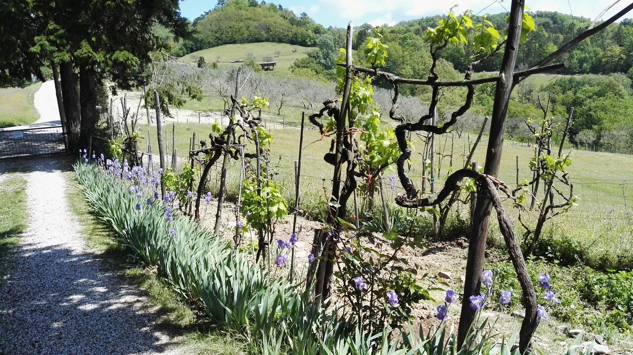 B&B Le Due Volpi Vicchio Buitenkant foto